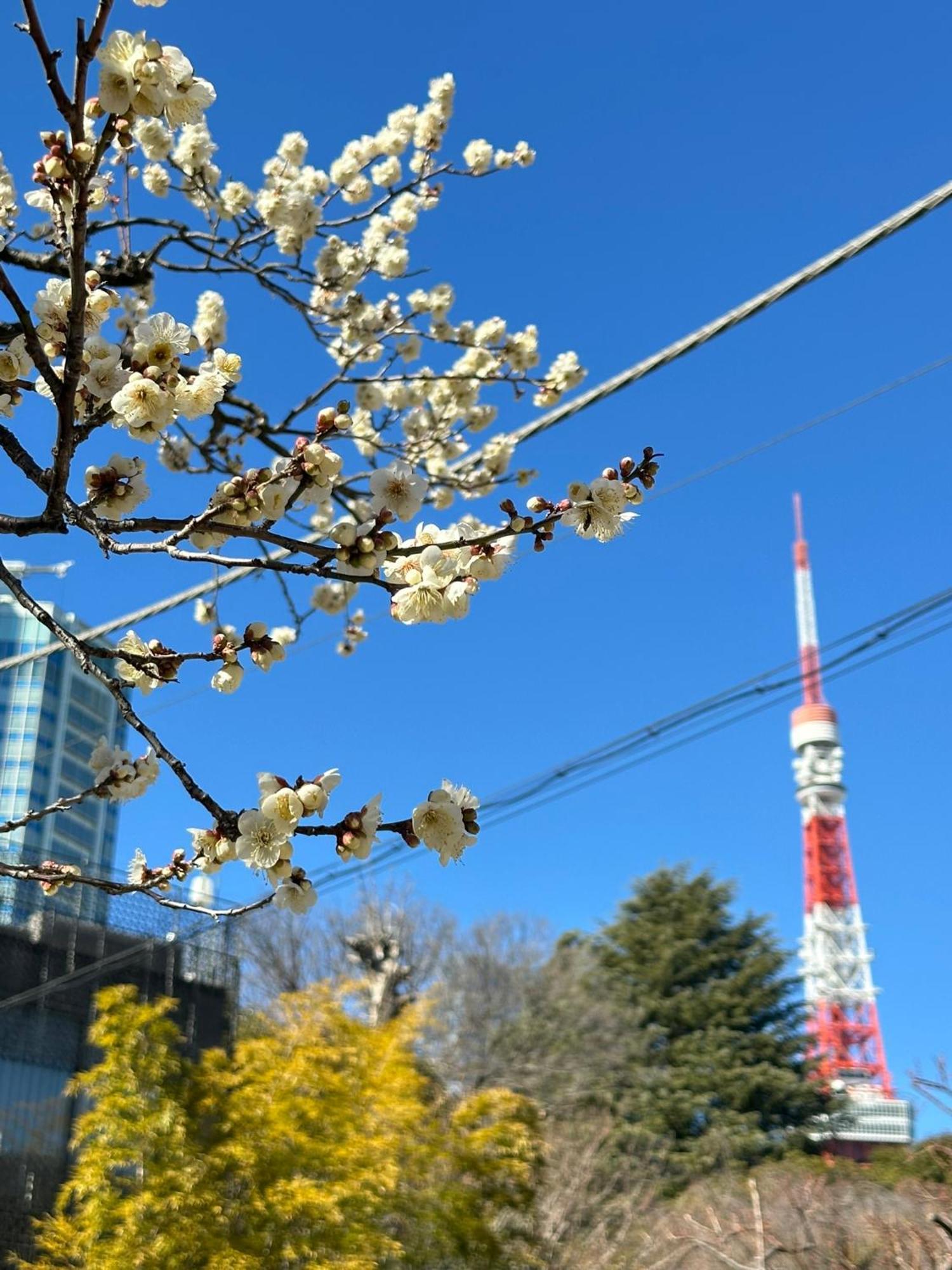 Rose Stay Tokyo Shiba Park Zewnętrze zdjęcie